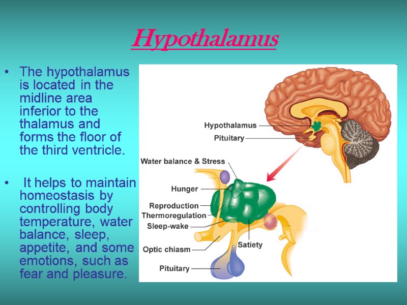 Hypothalamus  The hypothalamus is located in the midline area inferior to the thalamus